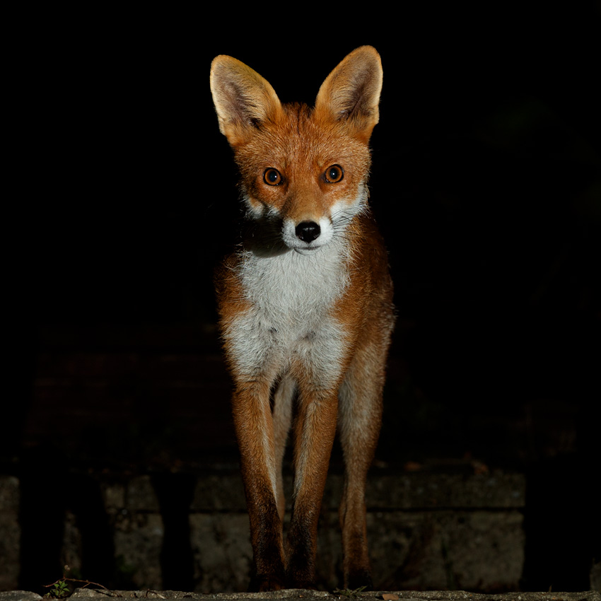 2407202307209523.jpg - Portrait of Stumpy