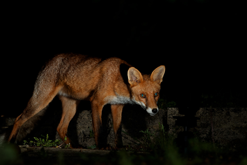 2408202408202771.jpg - Longtail at night
