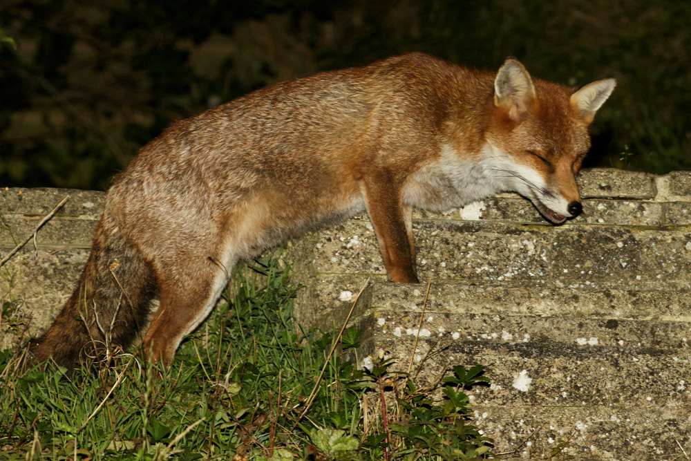 2409162309163991.jpg - Fox in garden