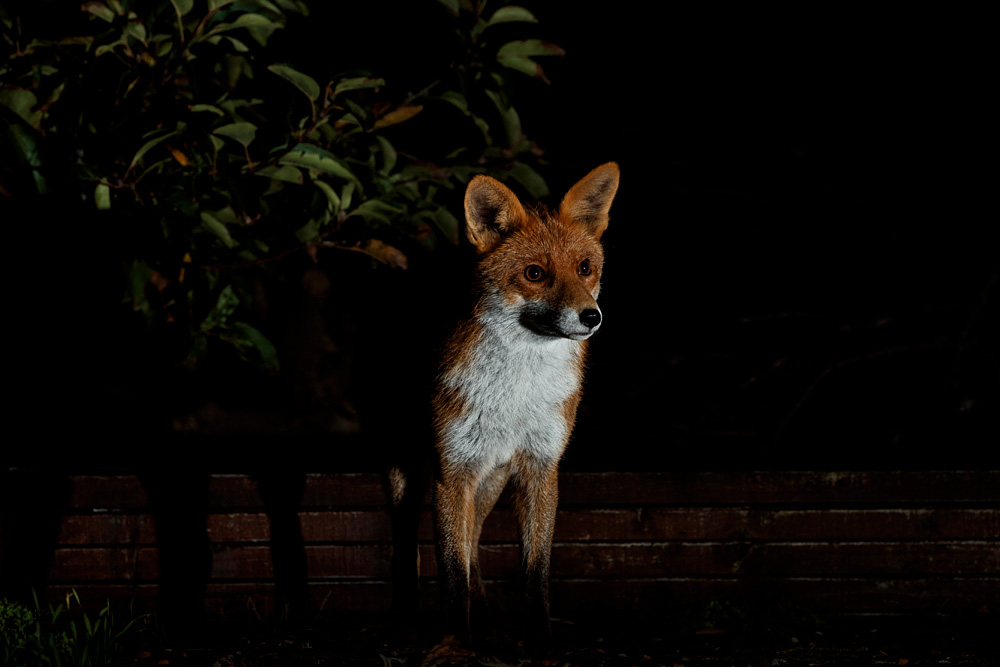 2409202409206680.jpg - Portrait of Stumpy