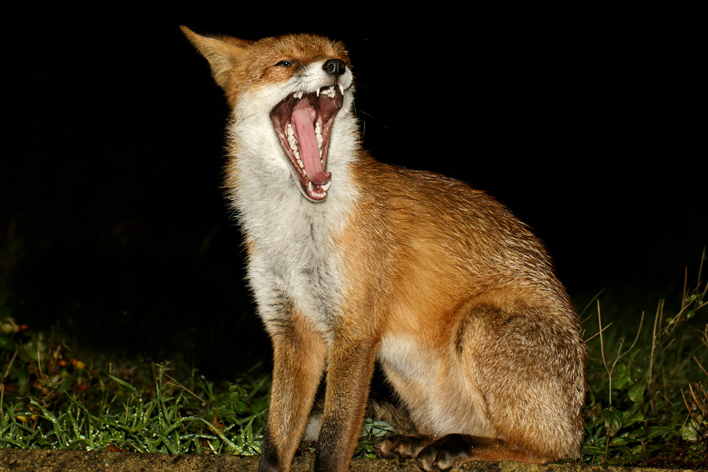 2410172410170140.jpg - Pretty Vixen