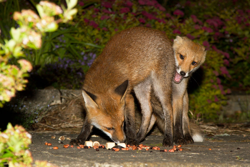 2411121806124197.jpg - Two young fox cubs compete for food left in a suburban garden.