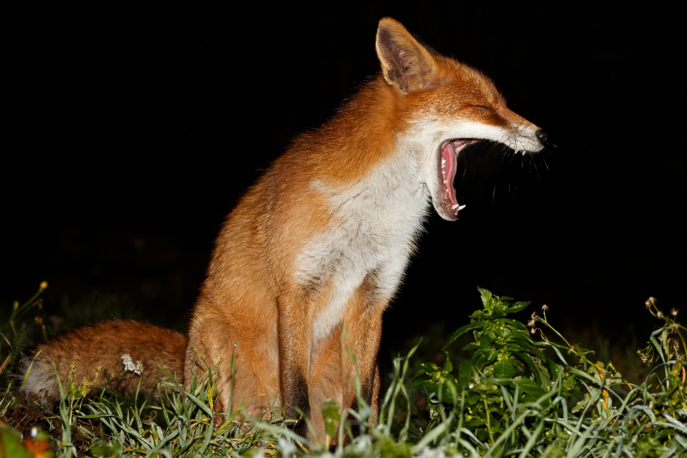 2411182411189461.jpg - Pretty, yawning