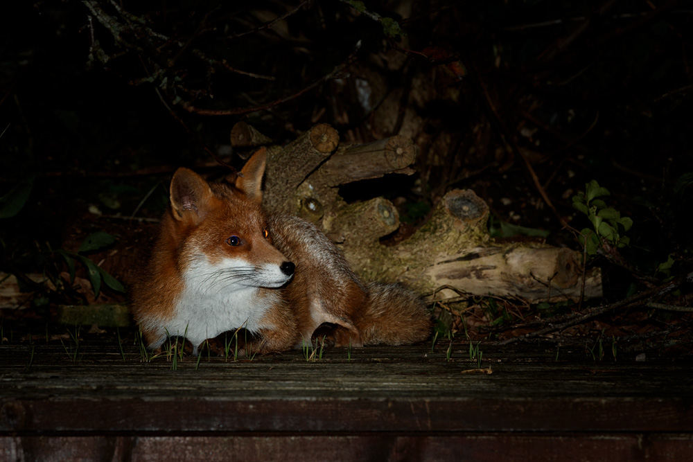 2411202411200724.jpg - Stumpy on the decking