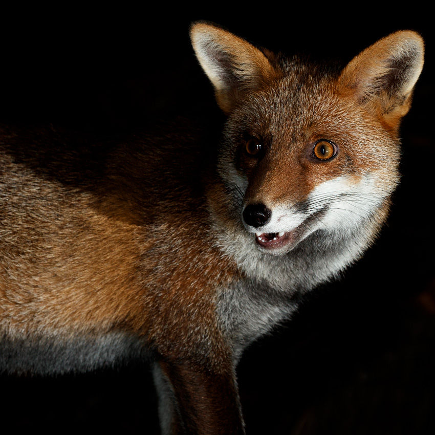 2411212411215130.jpg - Lopa the young vixen