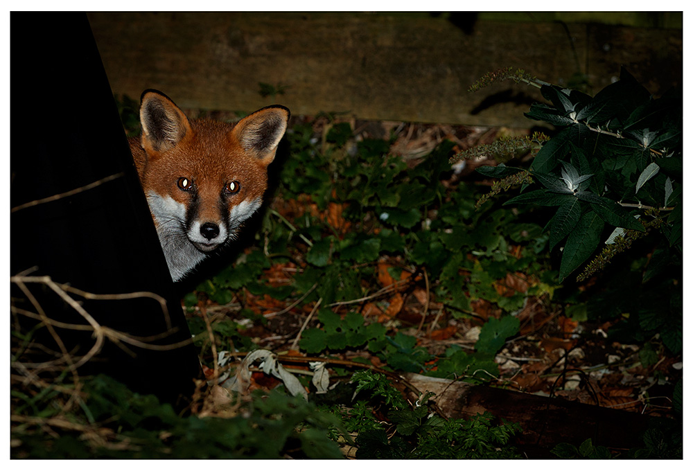 2411232211231836.jpg - Stripe peering from behind the compost