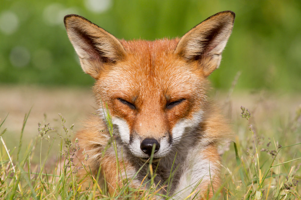 2501132505114150.jpg - Fox (Vulpes vulpes) laying down in grass in a suburban garden in Sussex.
