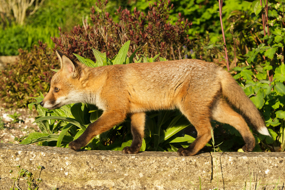 2501172505138278.jpg - Fox cub walking along a very low wall