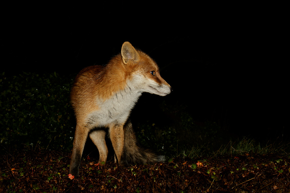 2501182301184255.jpg - Pretty Vixen