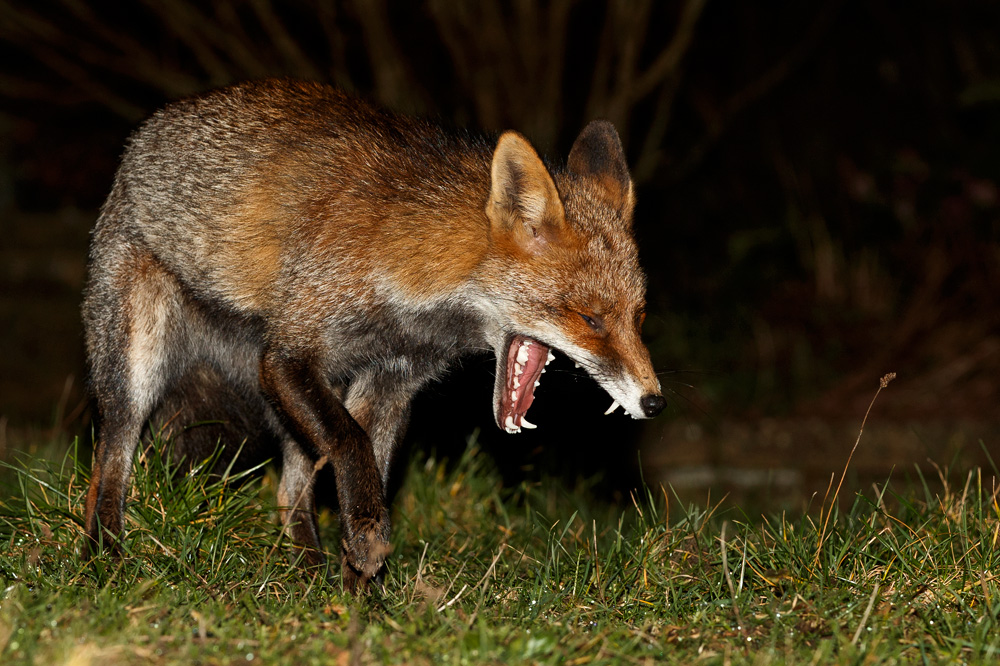 2501192501199110.jpg - Wolfy yawning