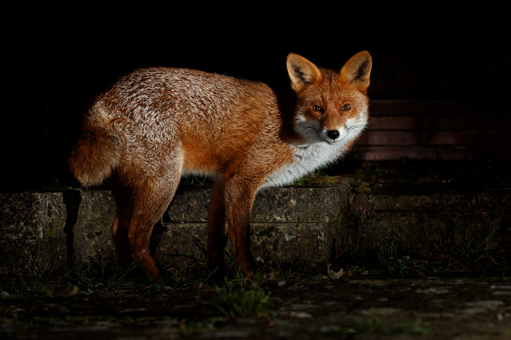 2501212301213173.jpg - Stumpy around the garden