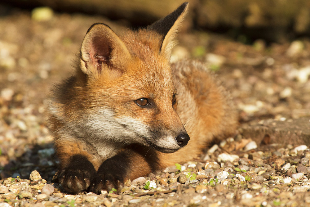 2502172705139912.jpg - Fox cub resting
