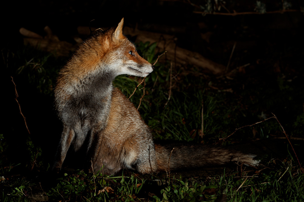 2502212102213740.jpg - Wolfy in the garden
