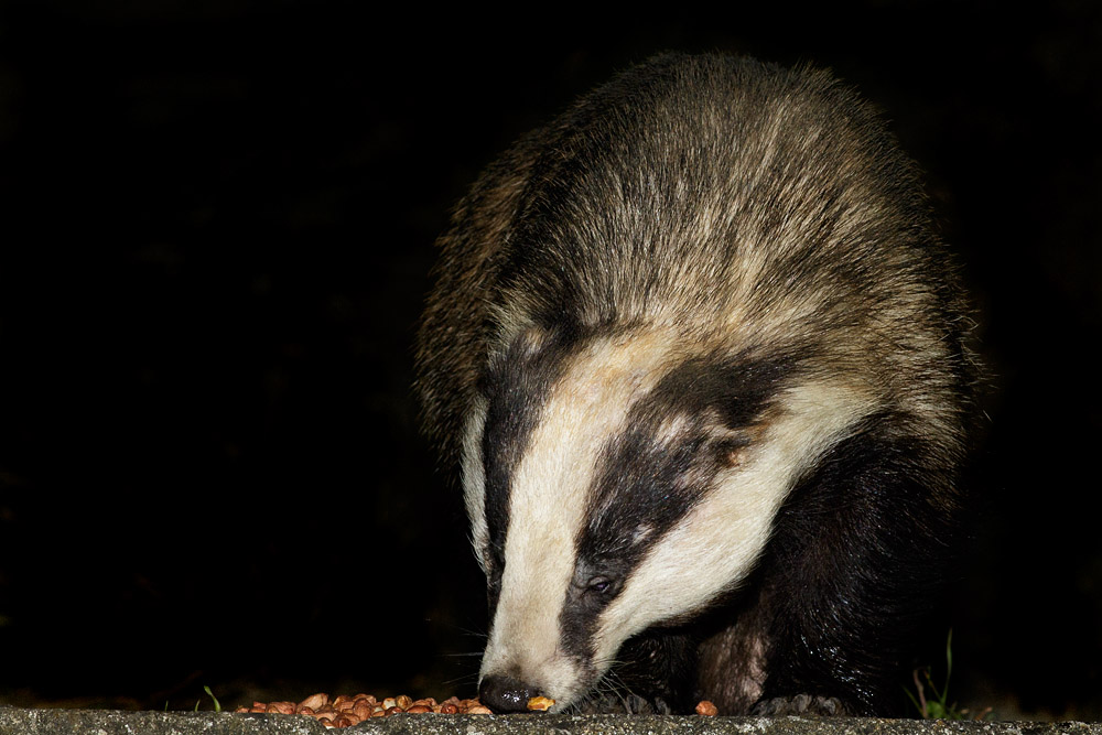 2503162203167572.jpg - Badger eating peanuts in a suburban garden