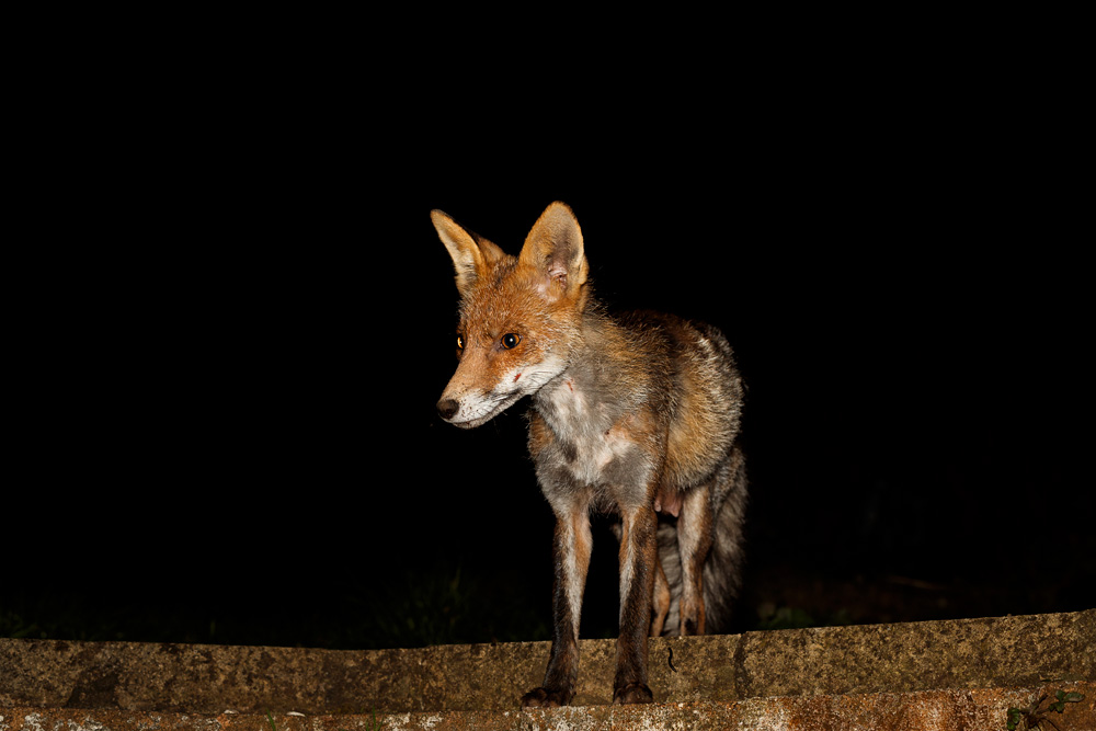 2503192403198913.jpg - Wolfy (vixen) at night