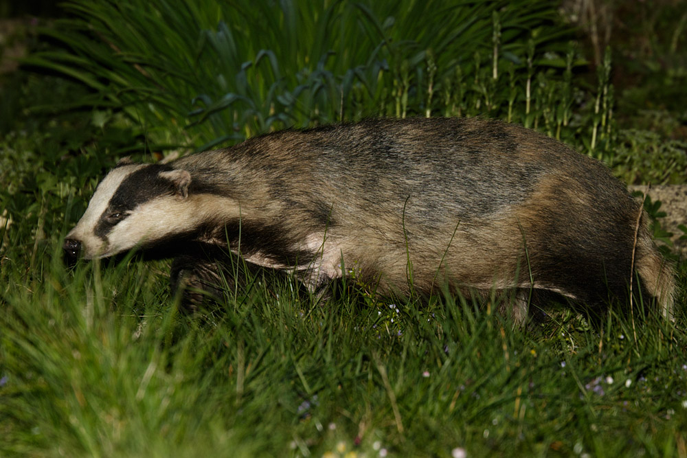 2504152404157627.jpg - Badger in garden