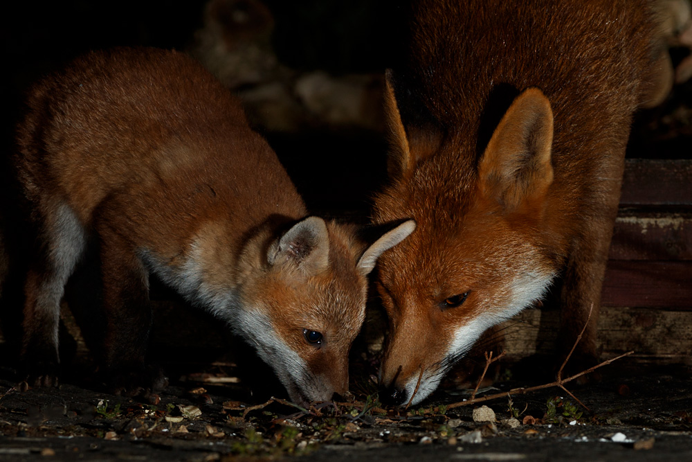 2504212504218478.jpg - Stumpy and one of her cubs