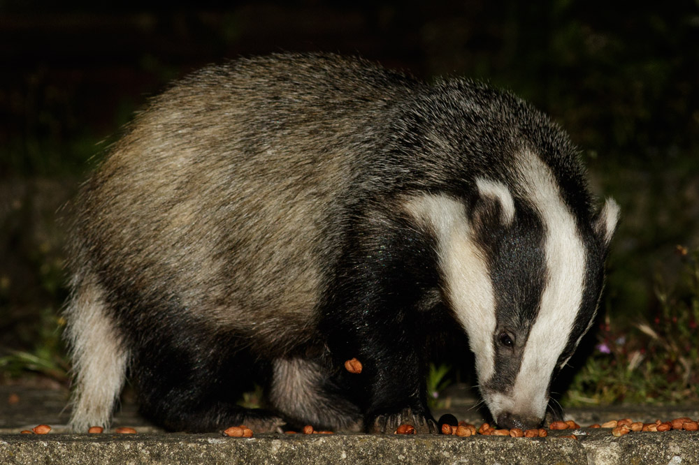 2506151306150035.jpg - Badger and peanuts