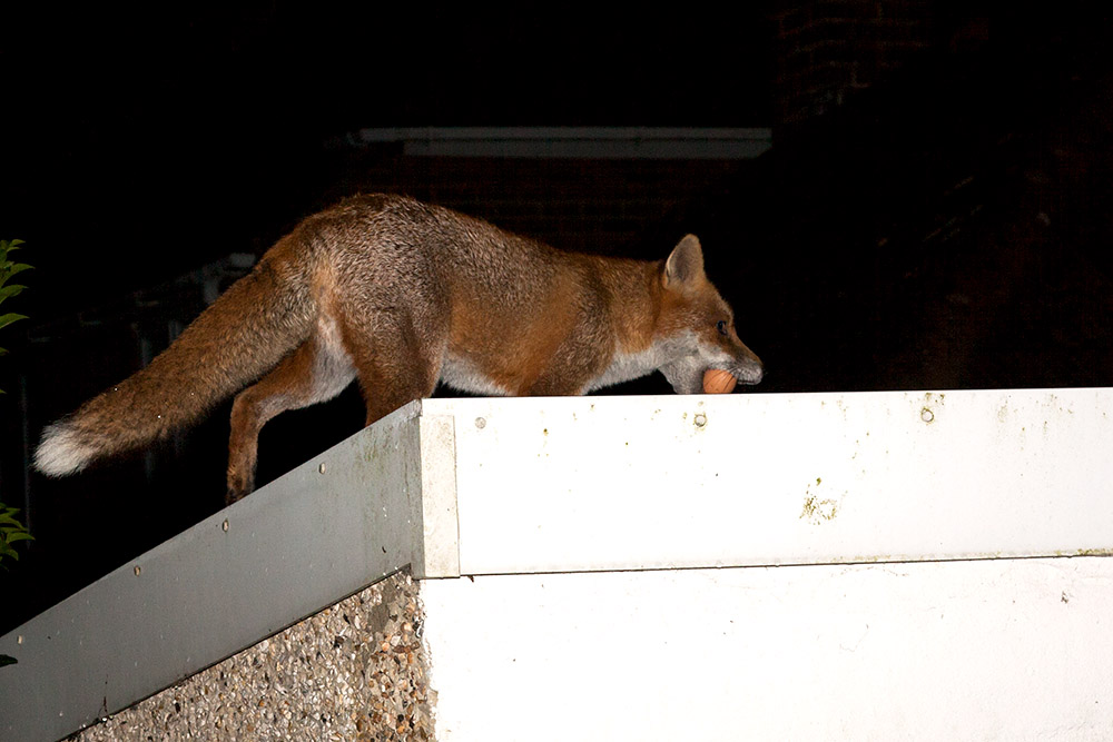 2506160611090130.jpg - Fox with egg