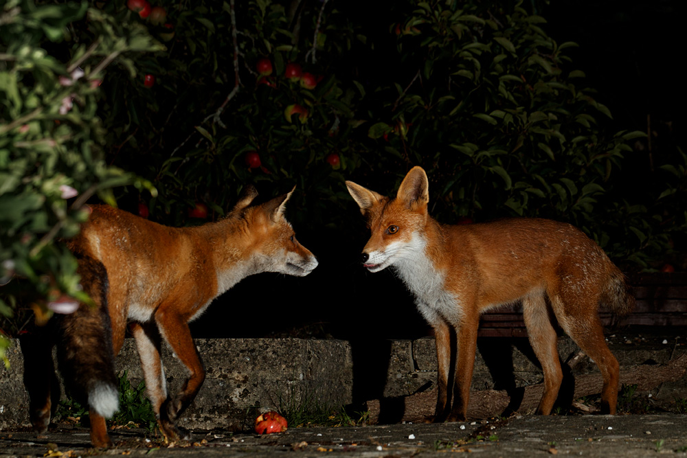 2507202507209561.jpg - Stumpy and Wolfy