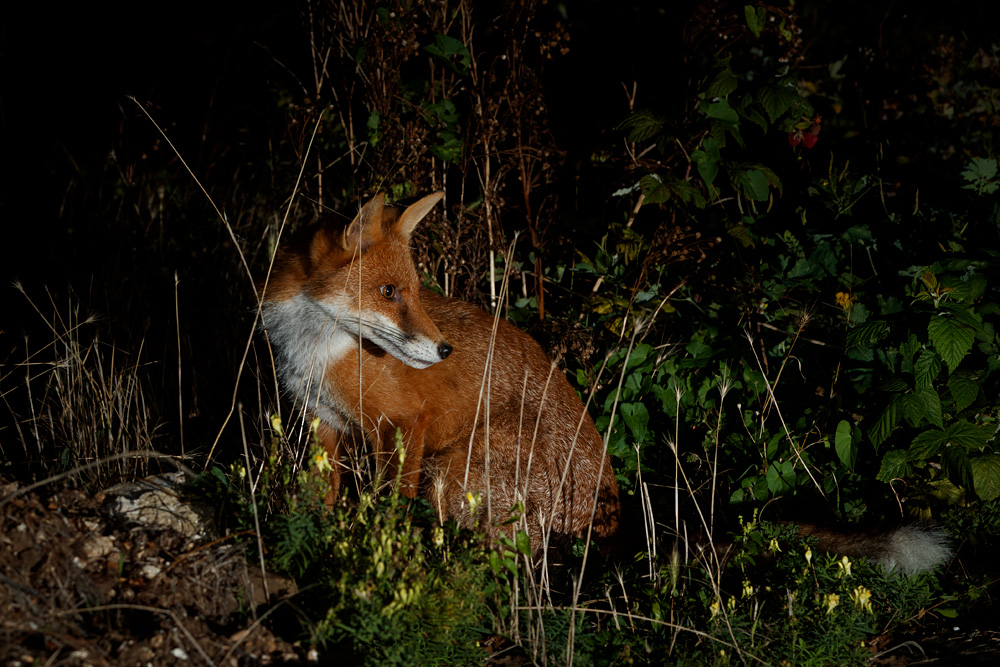 2508202408202779.jpg - Longtail at night