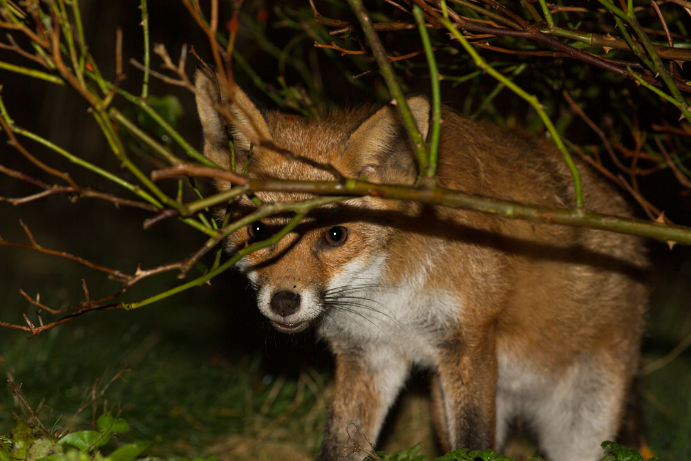 2510141902142419.jpg - Fox behind rose bush