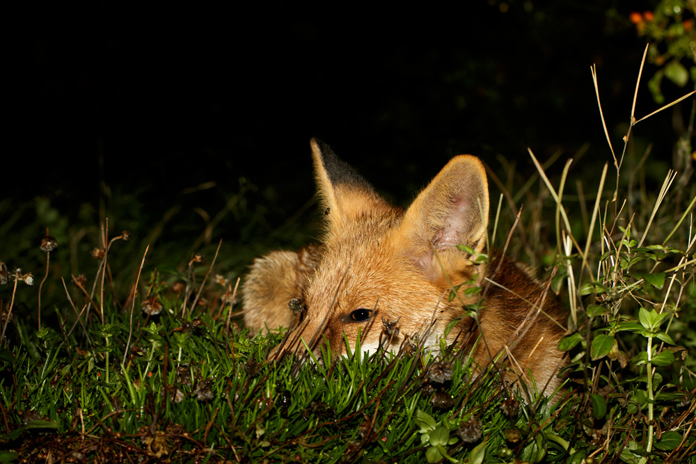 2510172510170199.jpg - Pretty Vixen resting in the garden