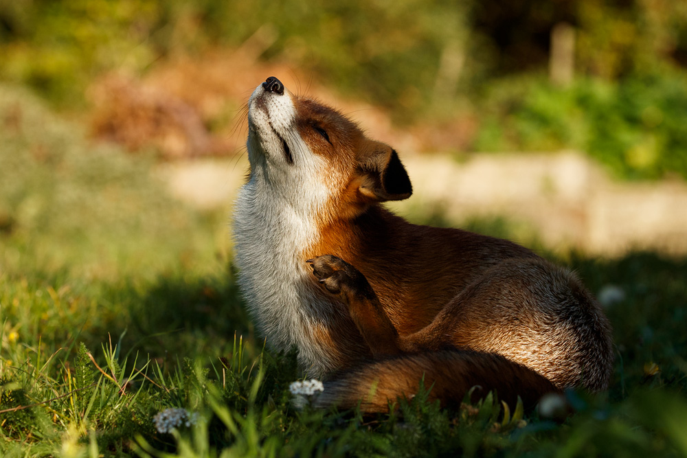 2510182210187437.jpg - Pretty enjoying a good scratch