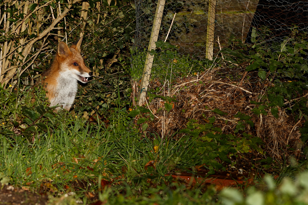 2510192410191547.jpg - Little Vixen