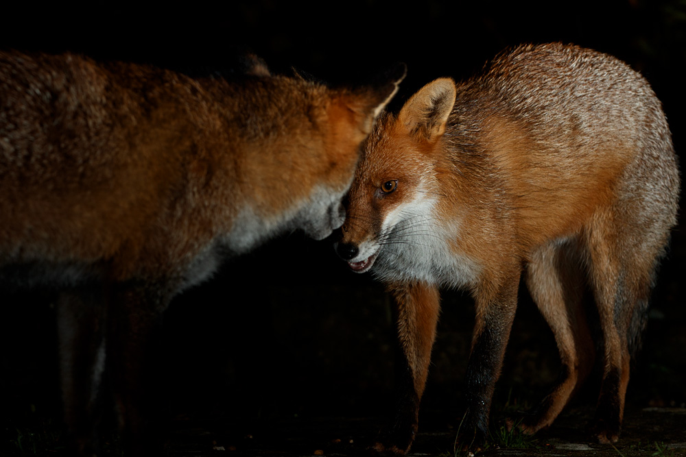 2510202410208940.jpg - Longtail and Wolfy