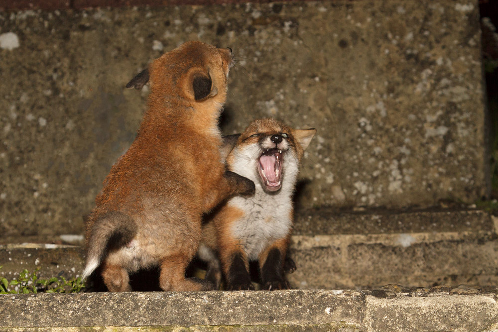 2511161505135763.jpg - Two fox cubs playing at night
