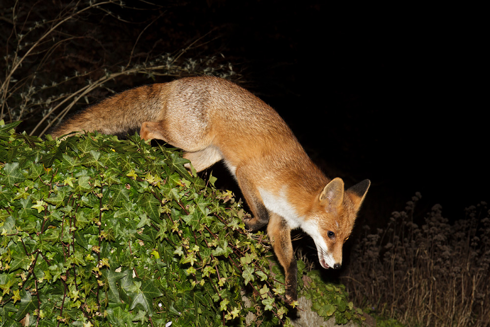 2511172511175987.jpg - Pretty Vixen