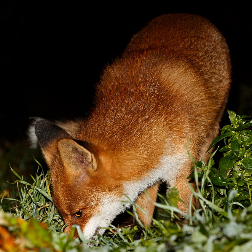 2511182411189462.jpg - Pretty foraging