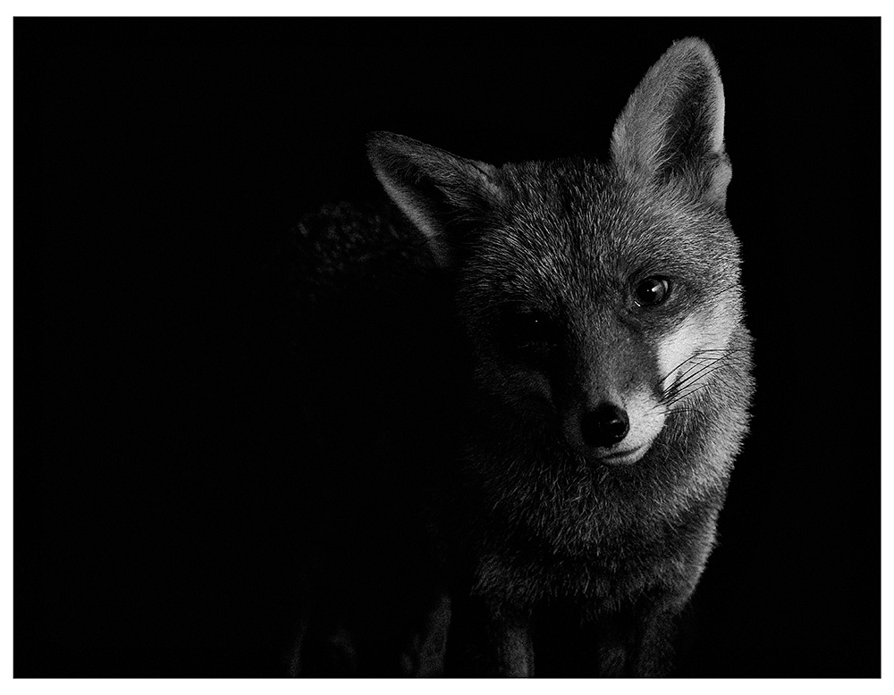 2511232211231847.jpg - Portrait of Lopa at night black and white