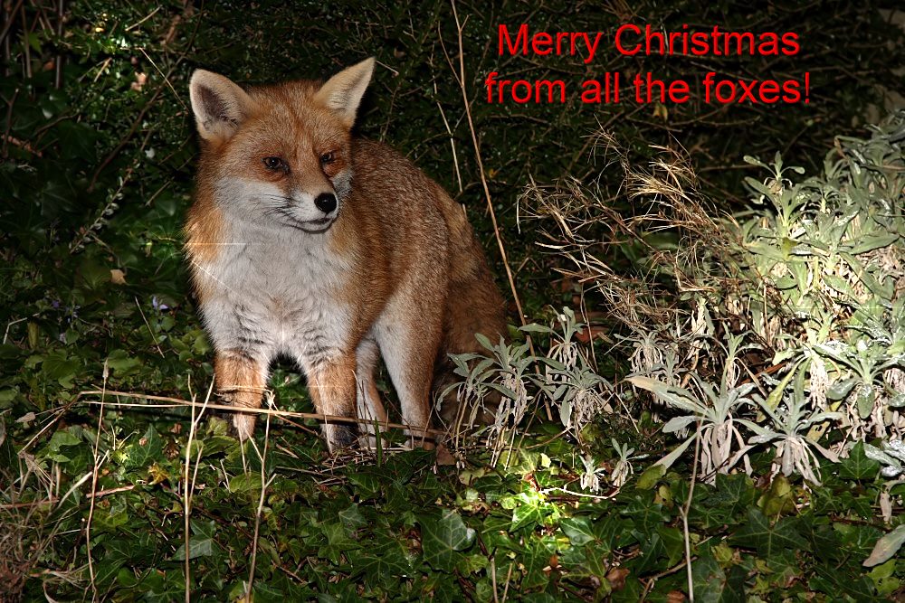 2512072112079051_xmas.jpg