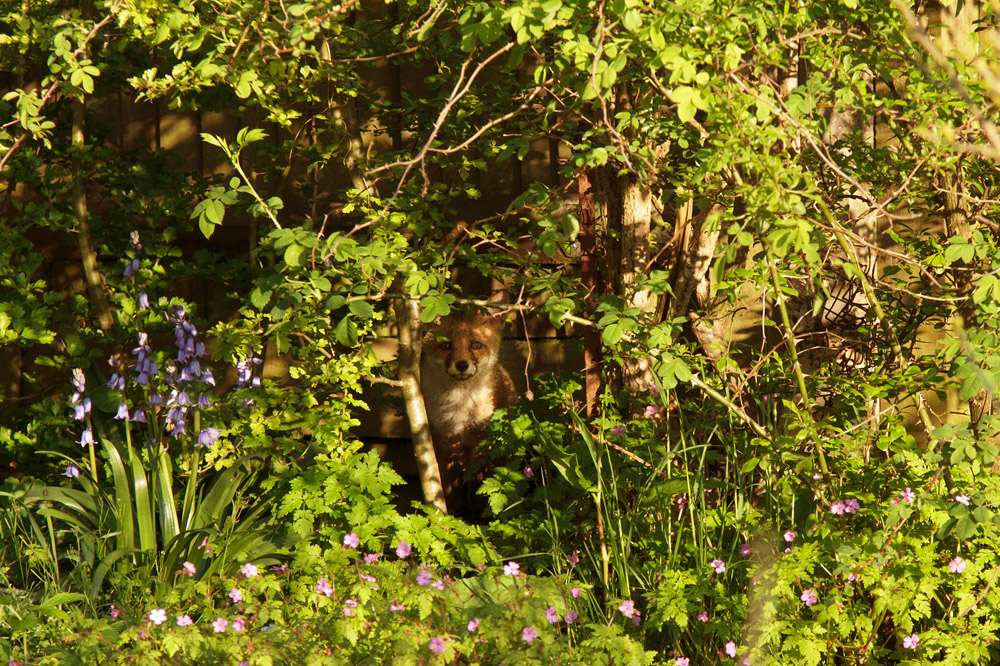 2601172505138291.jpg - Fox cub deep under cover
