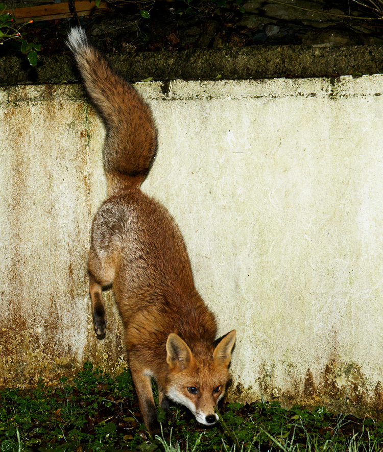 2601182301184242.jpg - Pretty Vixen leaping
