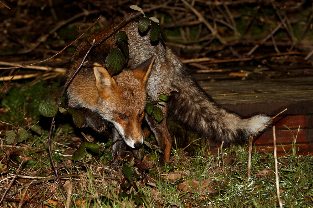 2601192501199159.jpg - Wolfy exploring in the garden