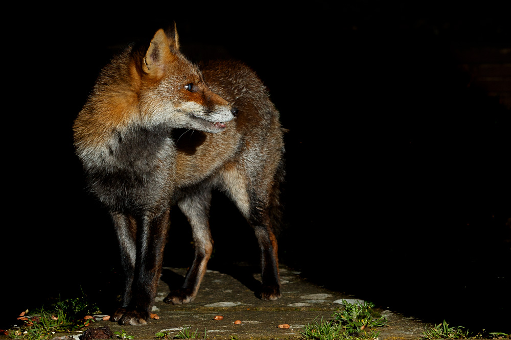 2601202601205163.jpg - Portrait of Wolfy