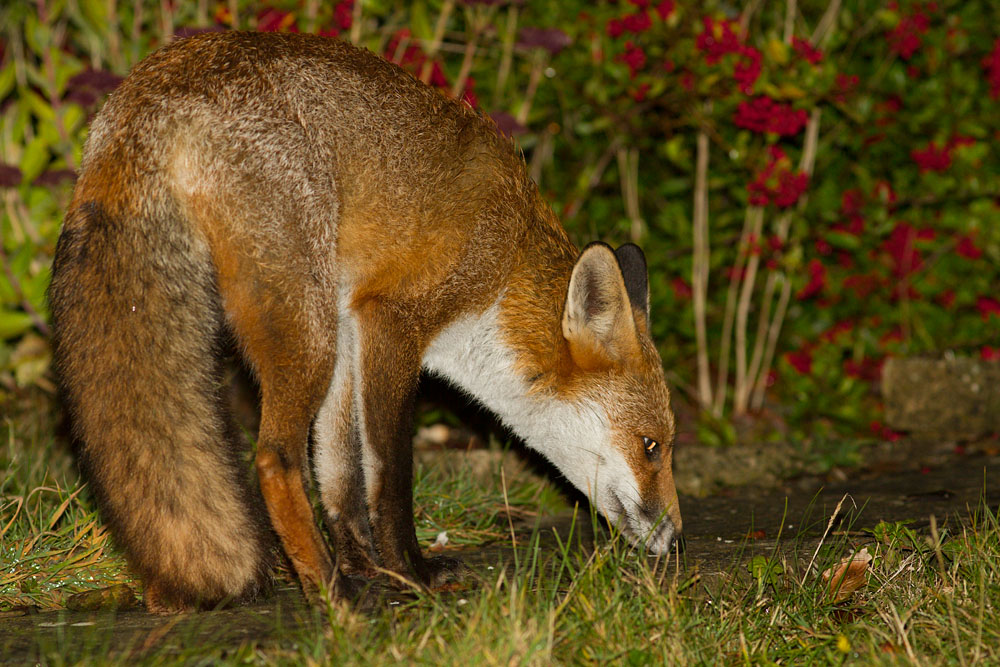 2602150110126745.jpg - Fox on garden path
