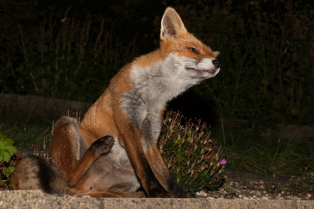 2602162108090645.jpg - Vixen scratching