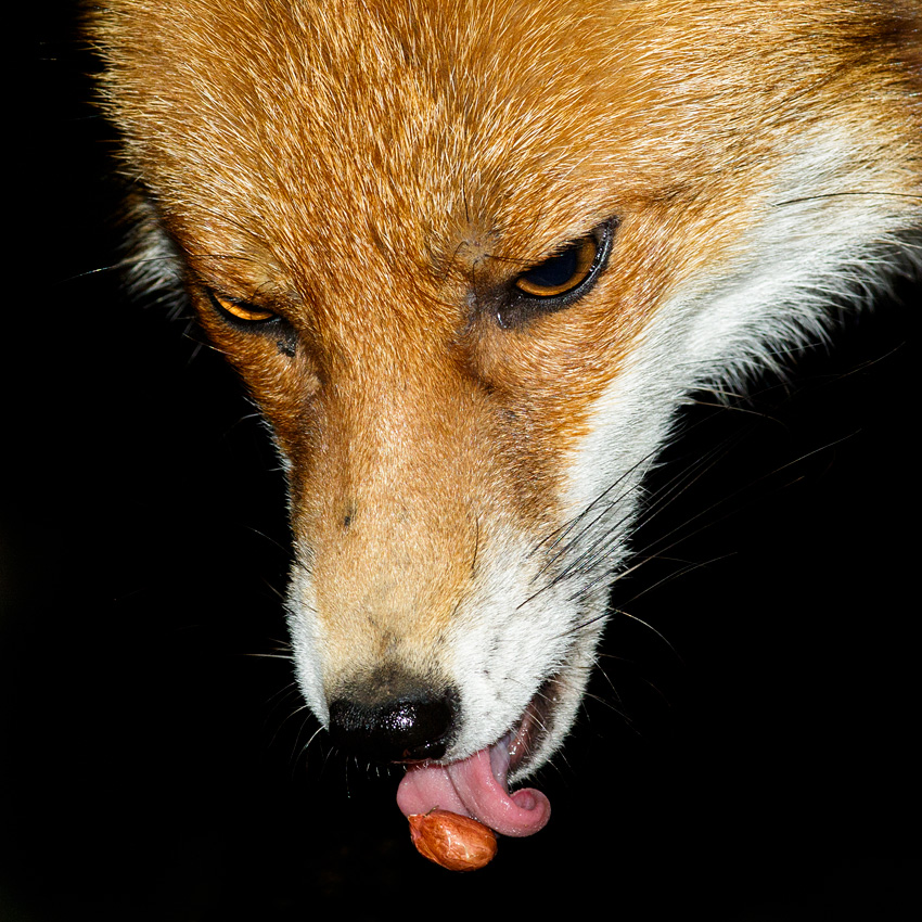 2602182502188228.jpg - Fox tongue and peanut