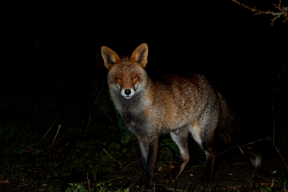 2602212702214047.jpg - Wolfy around the garden (may have just had cubs)