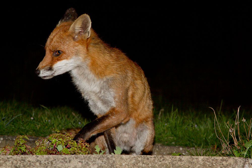 2603131004129097.jpg - Fox (Vulpes vulpes) sitting down on a garden path.