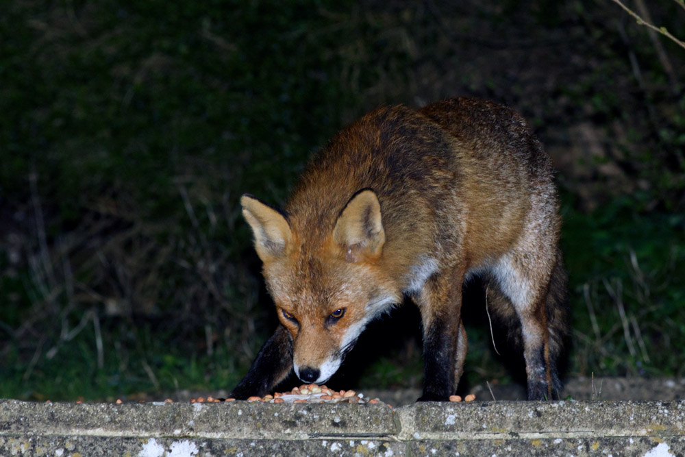 2603172603174543.jpg - Fox in the garden