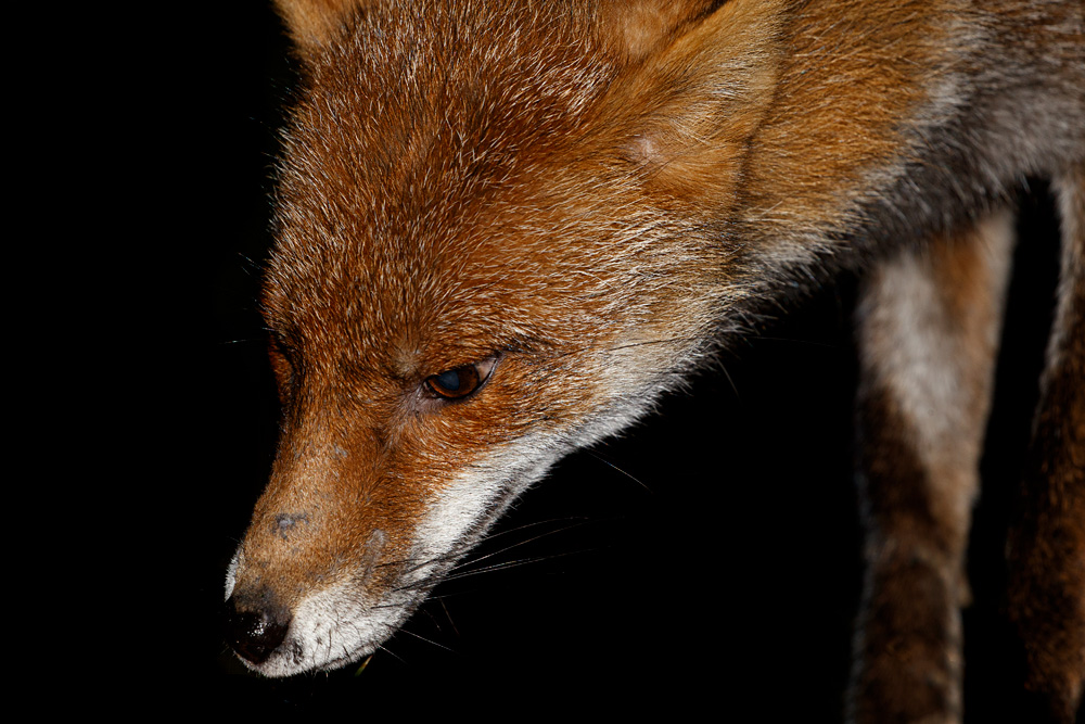 2603202503201545.jpg - Wolfy the vixen
