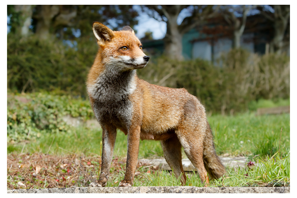 2603232503237226.jpg - Lopa the vixen (lactating) in the afternoon