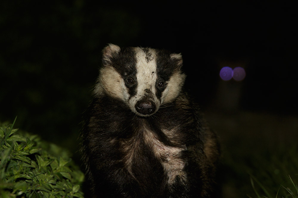 2604152504157693.jpg - Badger with fox photo-bombing