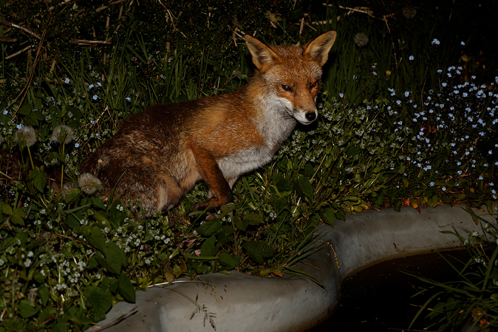 2604202504207156.jpg - Wolfy the vixen by the garden pond