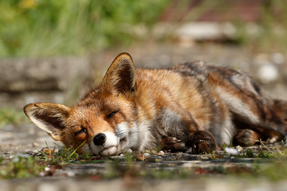 2604222604224587.jpg - Lopa sleeping in the garden